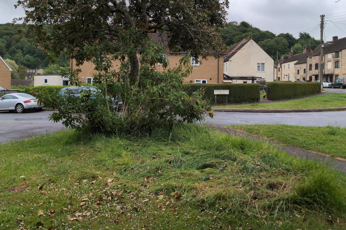 Where the fallen tree used to be