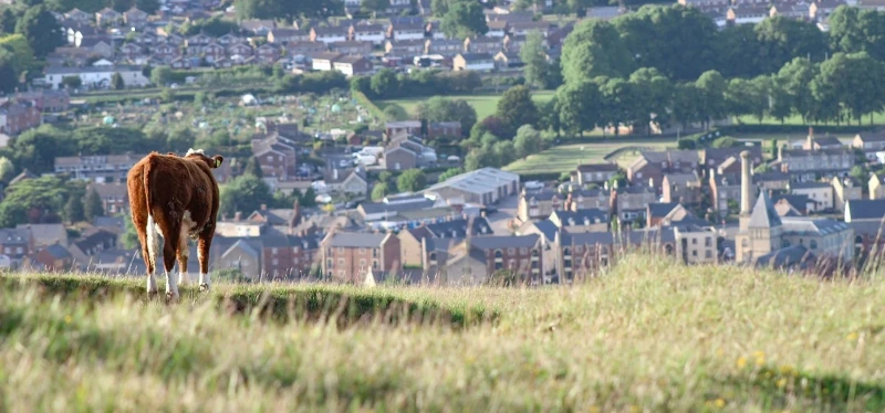 Cow overlooking an urban landscape